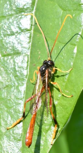 Réf. 303 910 : Heteropelma amictum